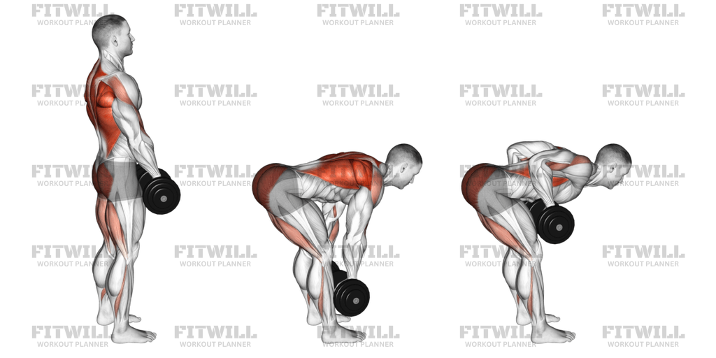 Dumbbell RDL And Bent Over Row Exercise Guide Techniques Benefits How to Muscles Worked Tips Tricks Fitwill