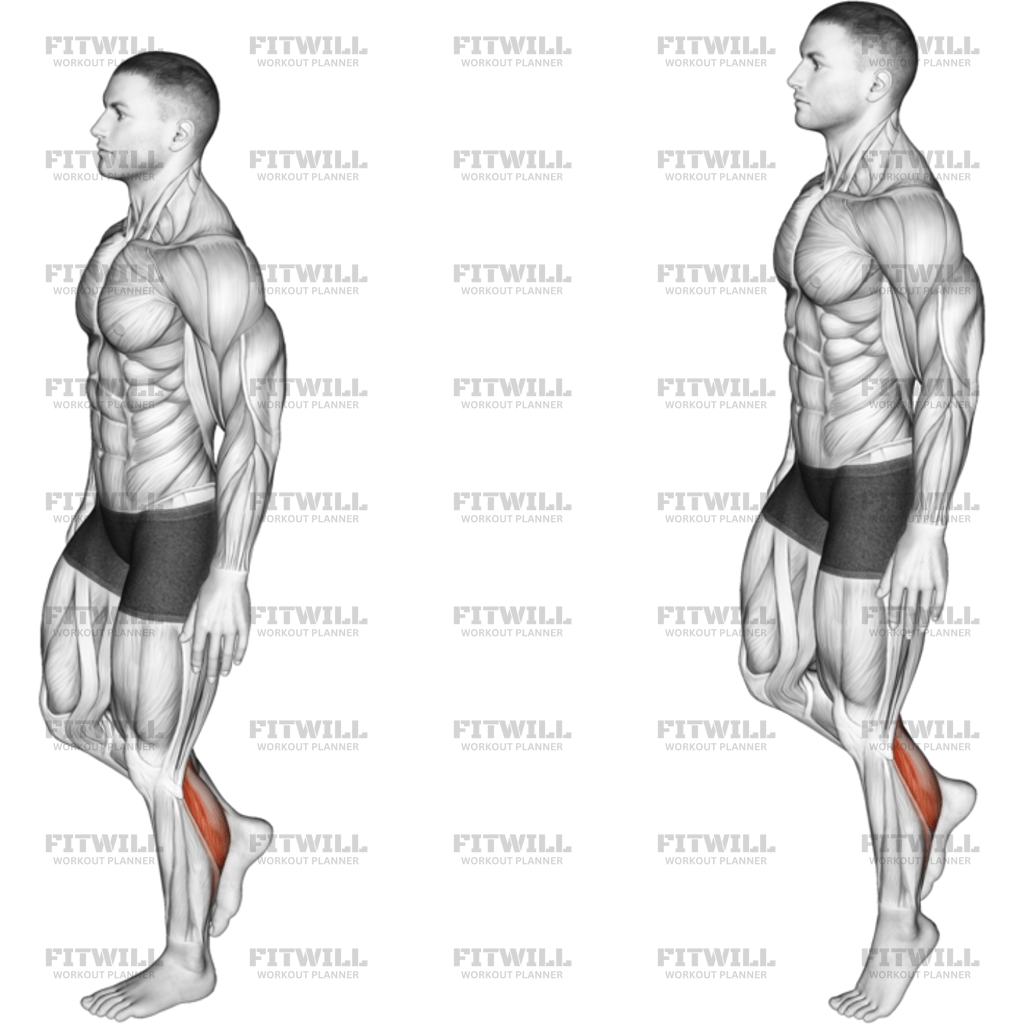 Standing Single Leg Calf Raise Balance: Exercise Guide, Techniques ...