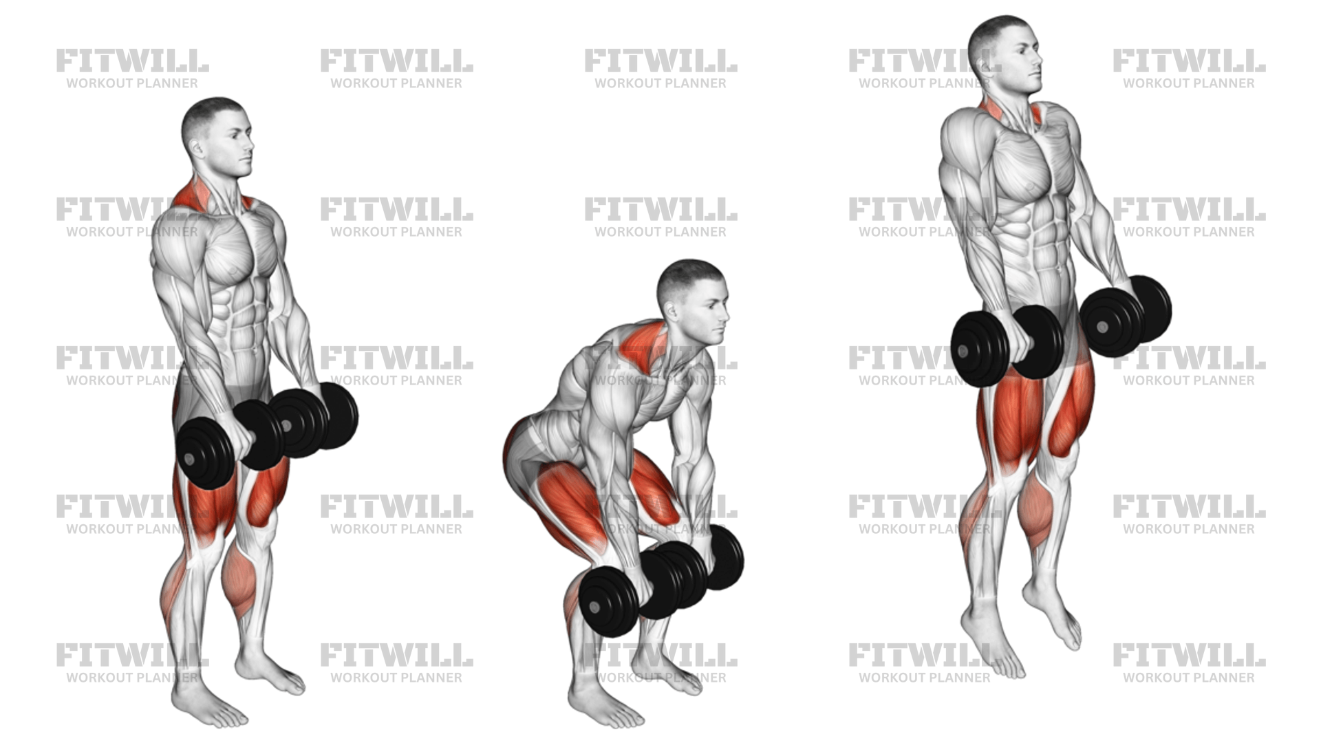 Db rdl exercise clearance