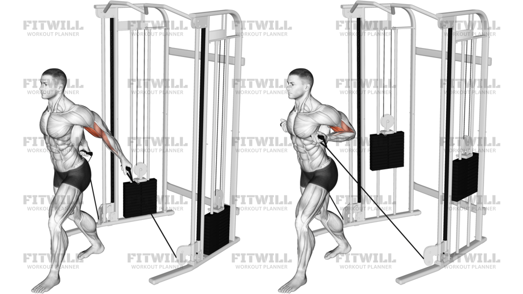 Cable Unilateral Bicep Curl