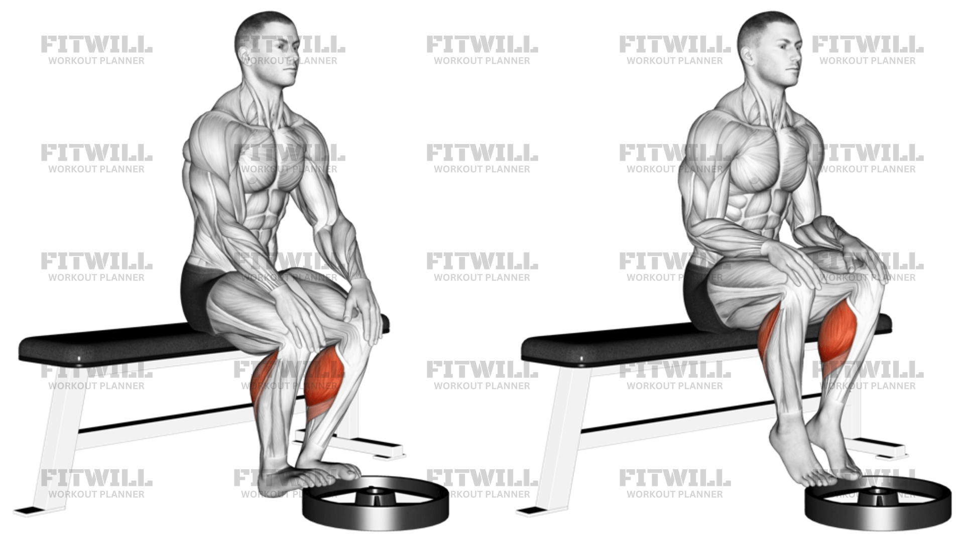 Sitting calf raises at home sale