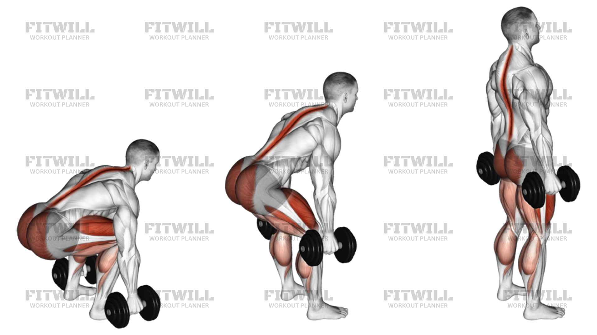 Dumbbell Deadlift neutral Grip Exercise Guide Techniques Benefits How to Muscles Worked Tips Tricks Fitwill