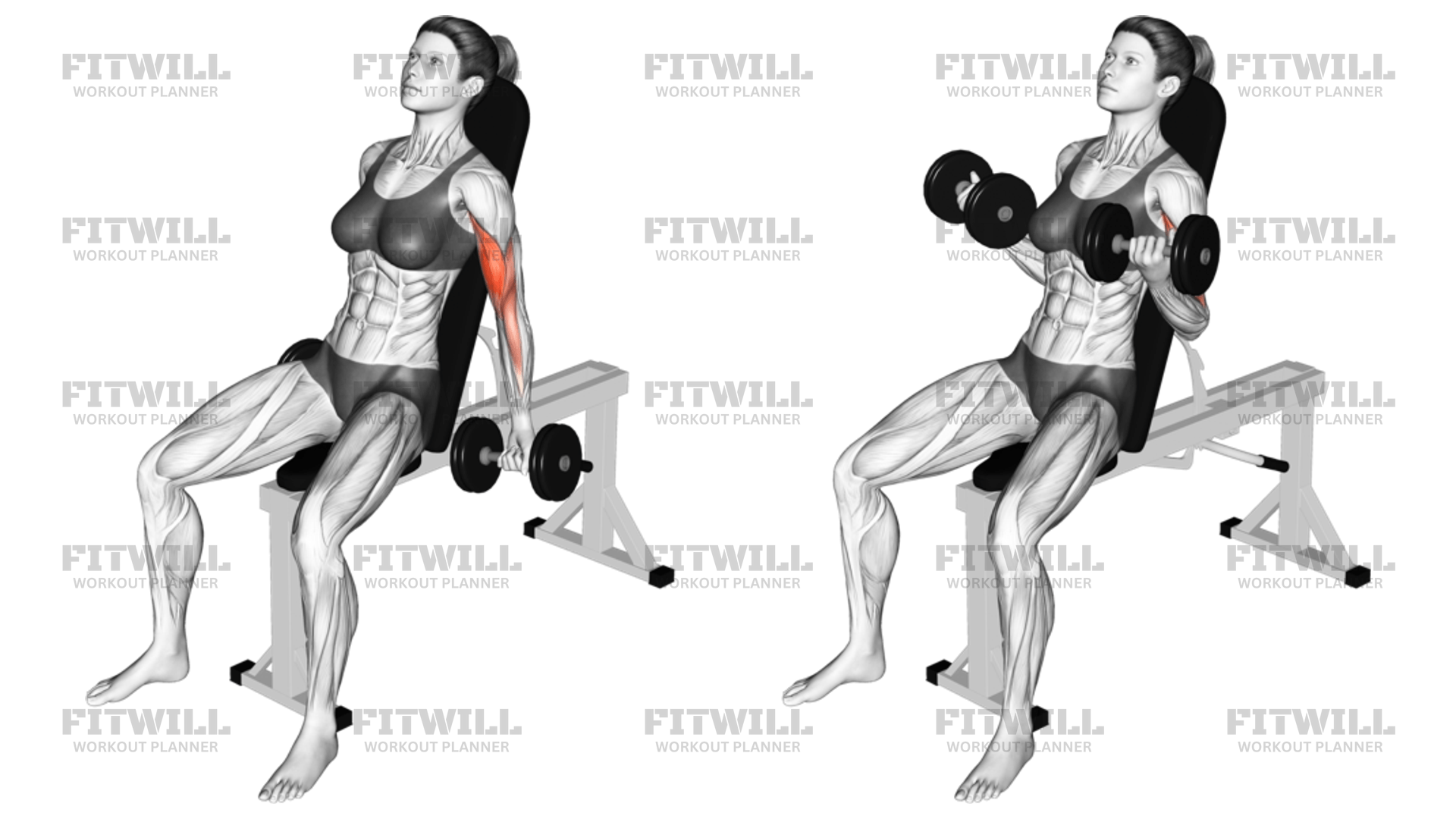 Dumbbell Incline Biceps Curl 70 Degrees Exercise Guide Techniques Benefits How to Muscles Worked Tips Tricks Fitwill