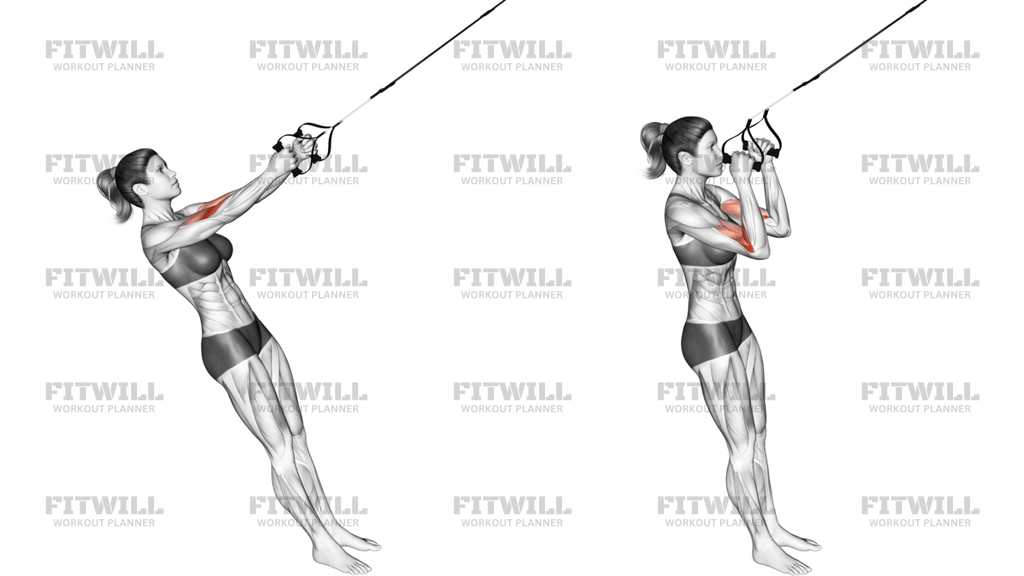 Suspension Hammer Curl