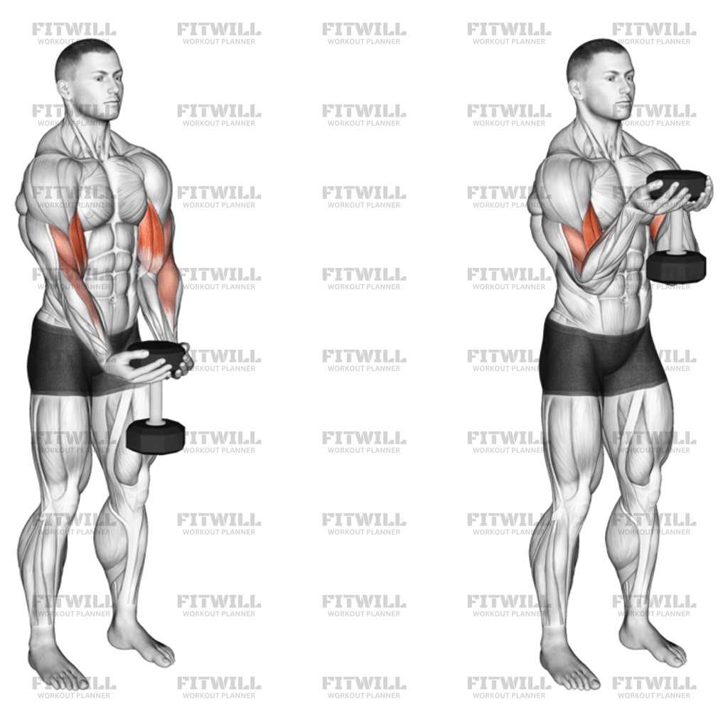 Dumbbell Waiter Biceps Curl Exercise Video Fitwill