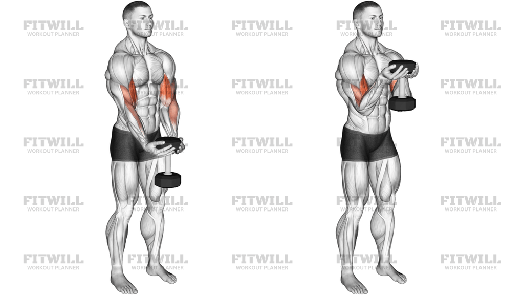 Dumbbell Waiter Biceps Curl
