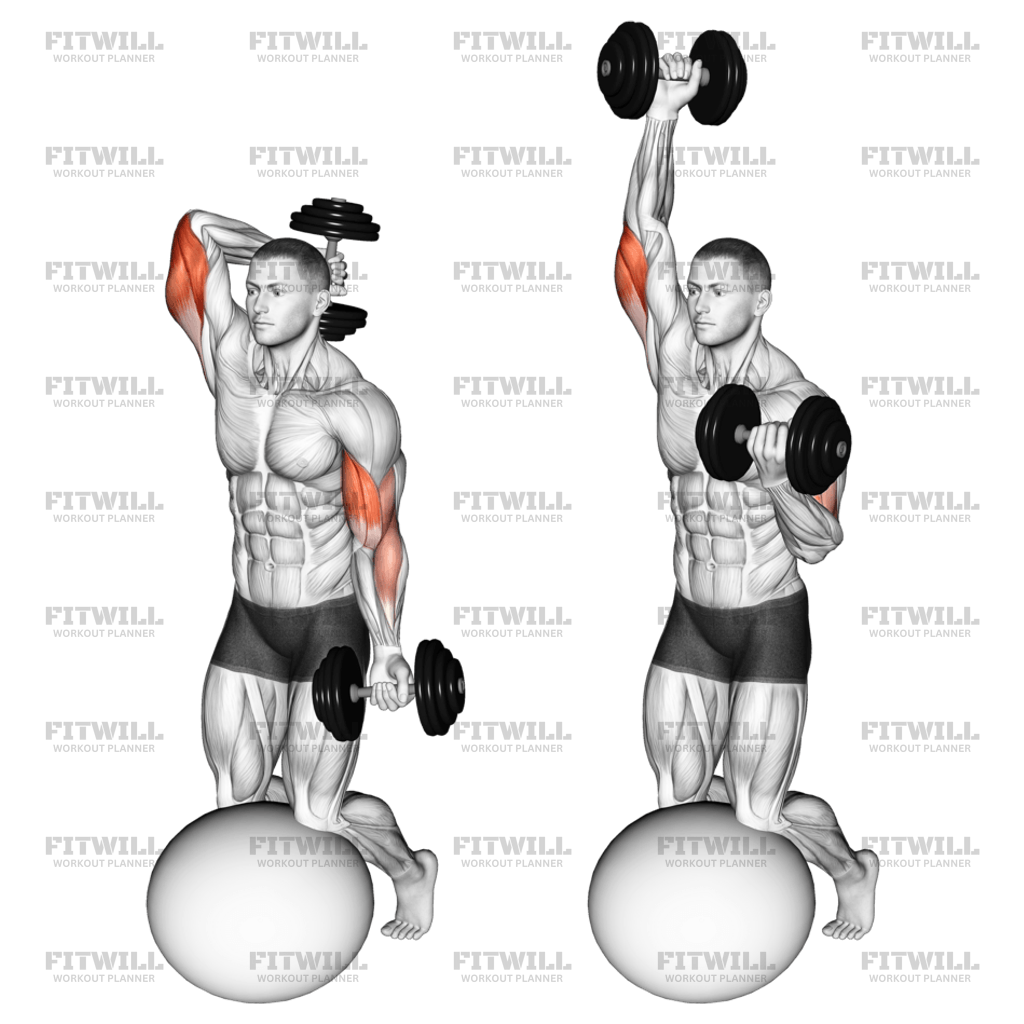Dumbbell Biceps Curl With Overhead Extension On Stability Ball Exercise Video Fitwill