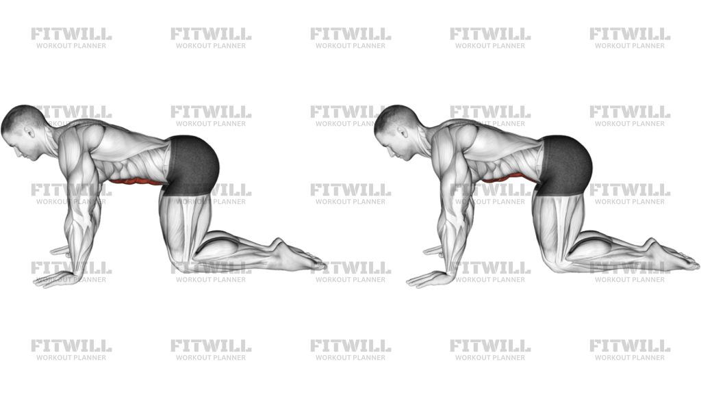 Kneeling Abdominal Draw In