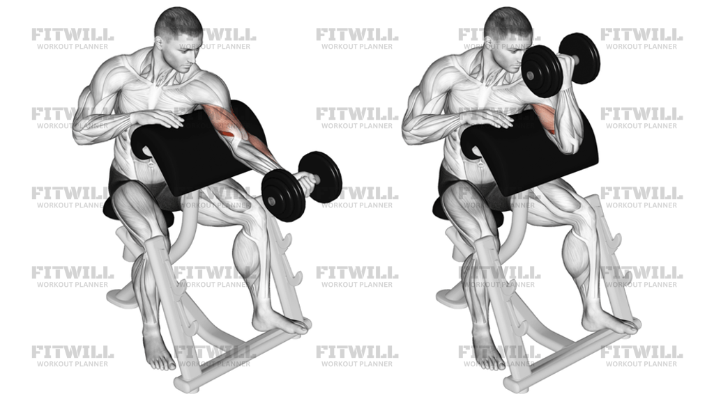 Dumbbell Preacher Curl Turned Torso