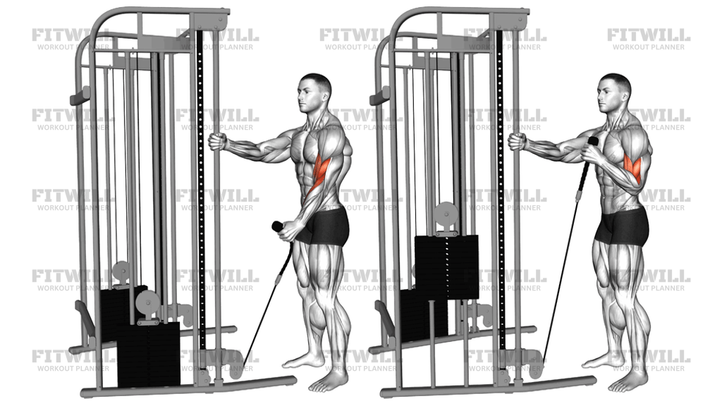 Cable Standing One-Arm Hammer Curl With Rope Attachment: Exercise Guide ...