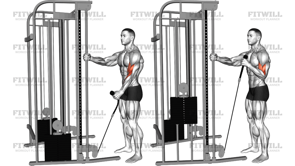 Cable Standing One-Arm Hammer Curl With Rope Attachment