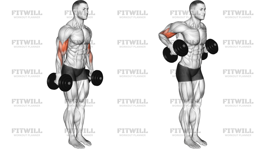 Dumbbell Standing Drag Curl Version 2