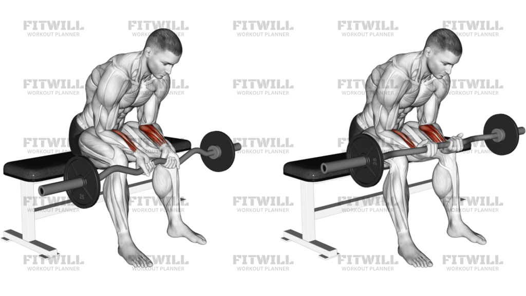 EZ Bar Seated Wrist Curl