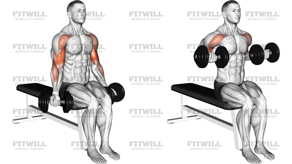 Dumbbell Seated Drag Curl