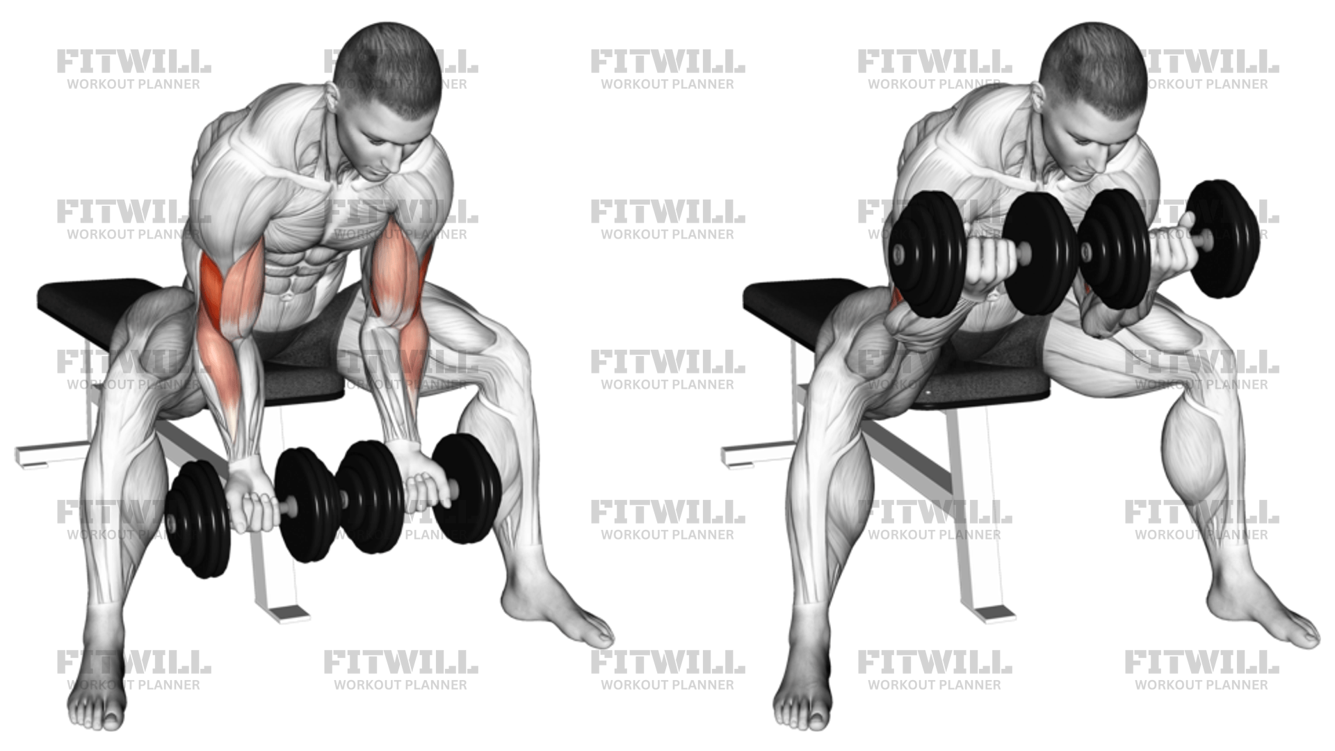 Dumbbell Seated Double Concentration Curl Exercise Video Fitwill