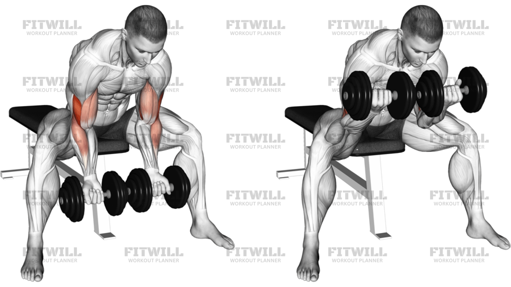 Dumbbell Seated Double Concentration Curl
