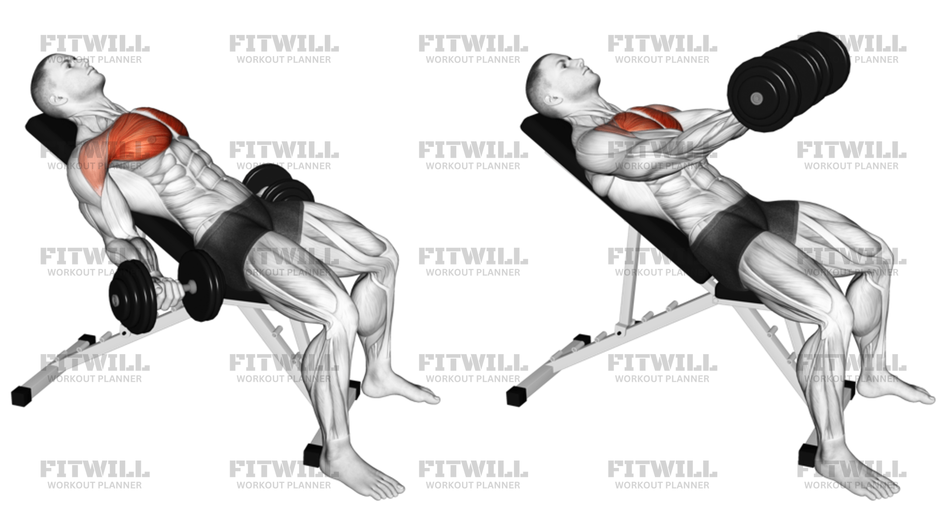 Dumbbell Incline Low Fly Exercise Guide Video Techniques Benefits How to Muscles Worked Tips Tricks Fitwill