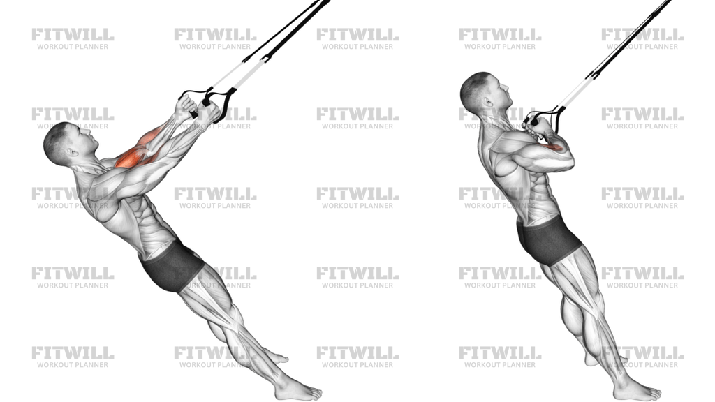 Suspender Biceps Curl