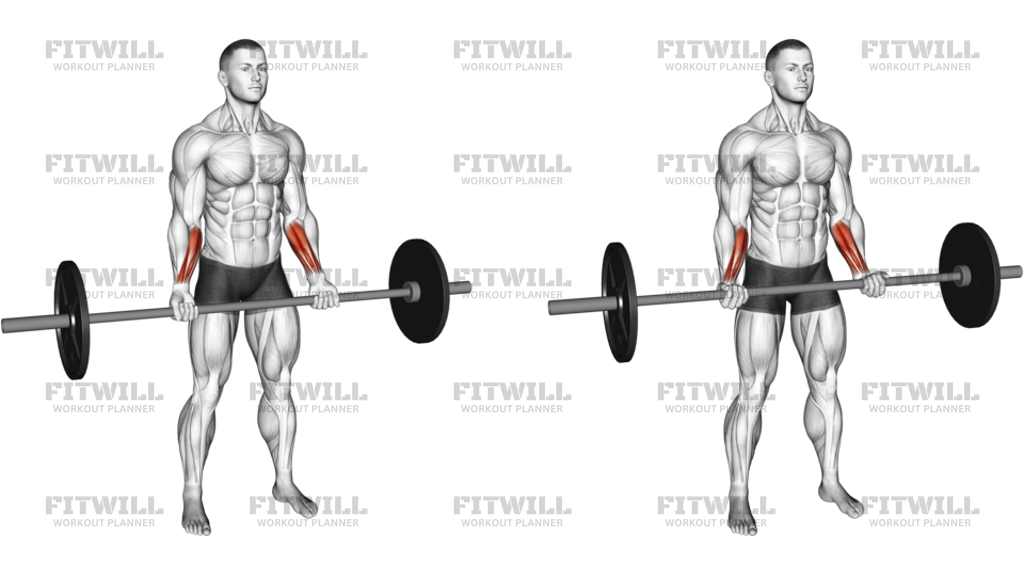 Barbell Standing Wrist Curl