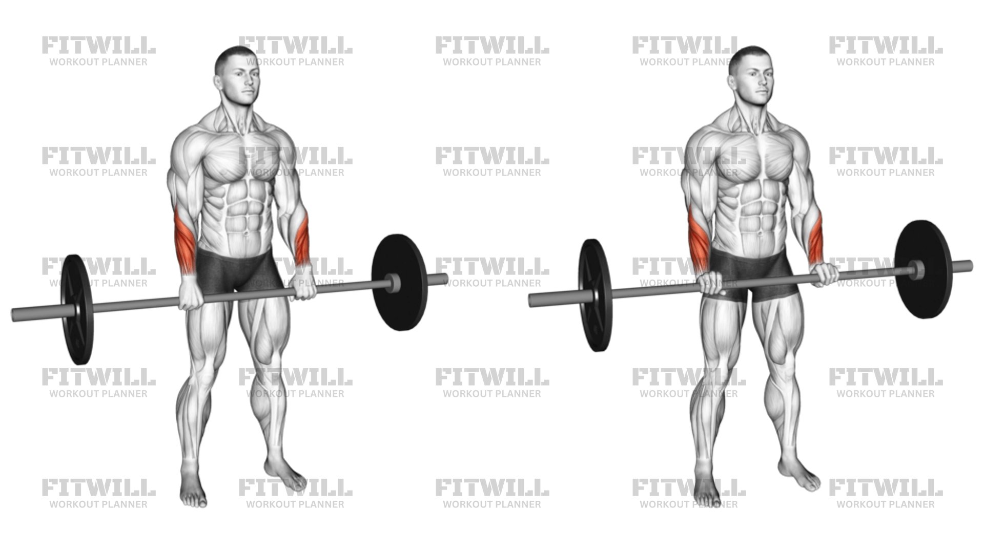 Barbell Standing Wrist Reverse Curl Exercise Guide Video Techniques Benefits How to Muscles Worked Tips Tricks Fitwill