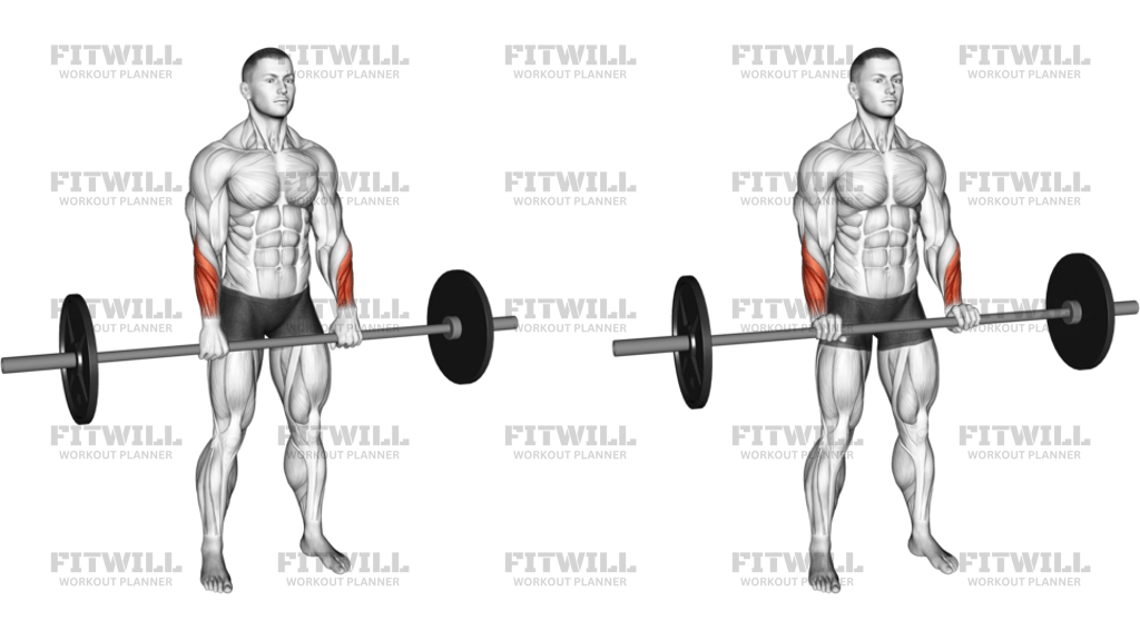 Barbell Standing Wrist Reverse Curl