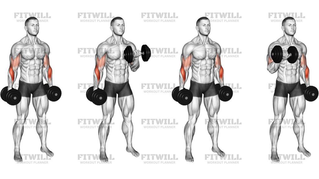 Dumbbell Standing Alternate Reverse Curl