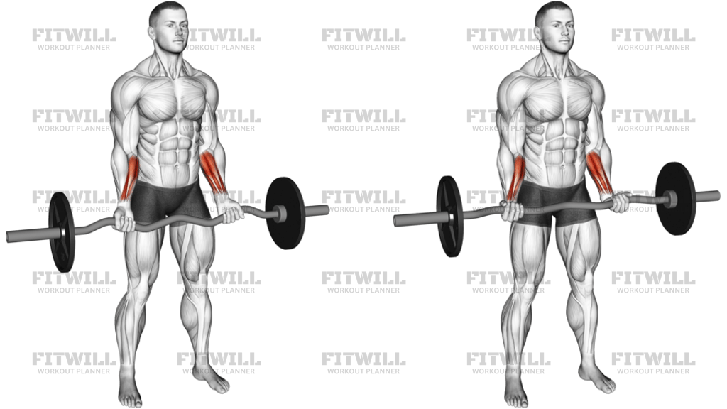 EZ Barbell Standing Wrist Curl