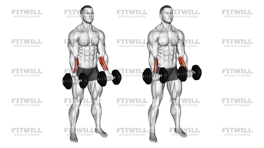 Dumbbell Standing Wrist Curl Exercise Guide Video Techniques Benefits How to Muscles Worked Tips Tricks Fitwill