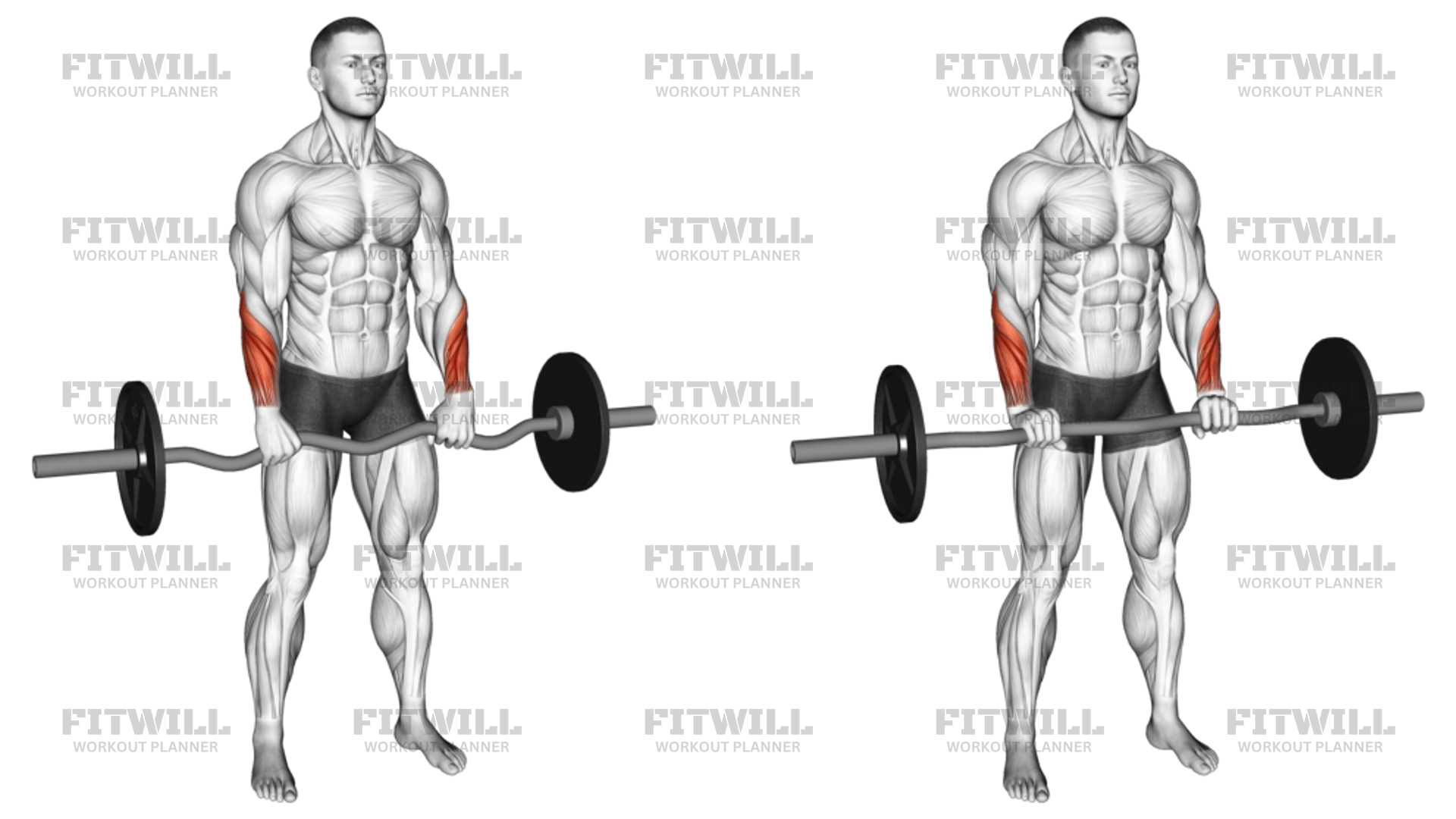 Zigzag barbell curl hotsell