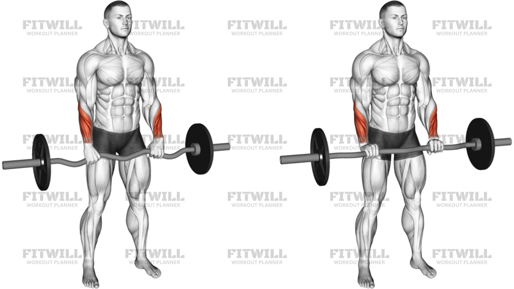 EZ Barbell Standing Wrist Reverse Curl