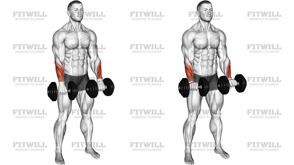 Dumbbell Standing Wrist Reverse Curl