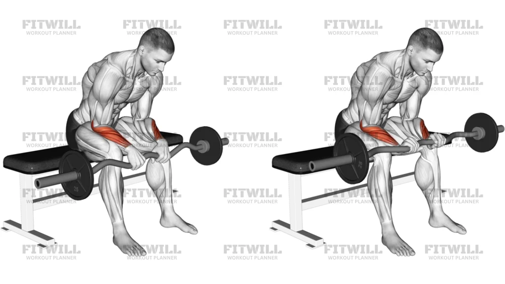 EZ Bar Seated Wrist Reverse Curl