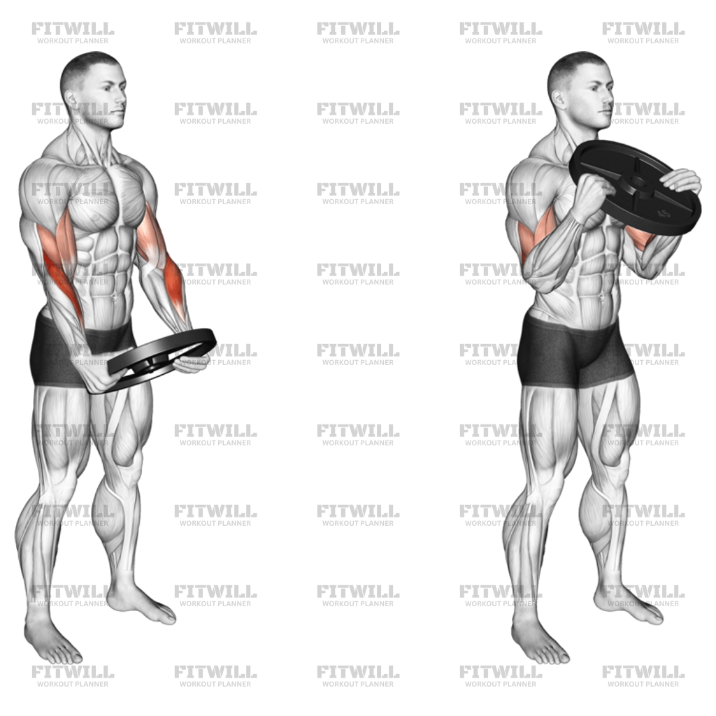 Weighted Plate Standing Biceps Curl Exercise Guide Video Techniques Benefits How to Muscles Worked Tips Tricks Fitwill