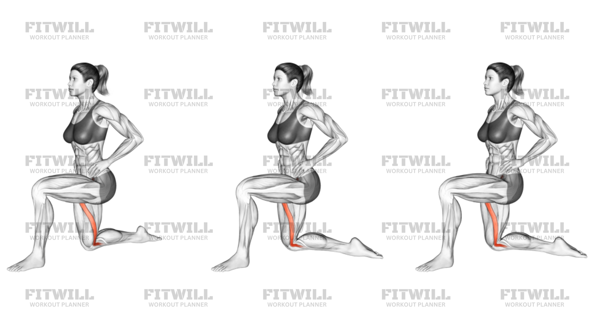 Exercises for sartorius hotsell