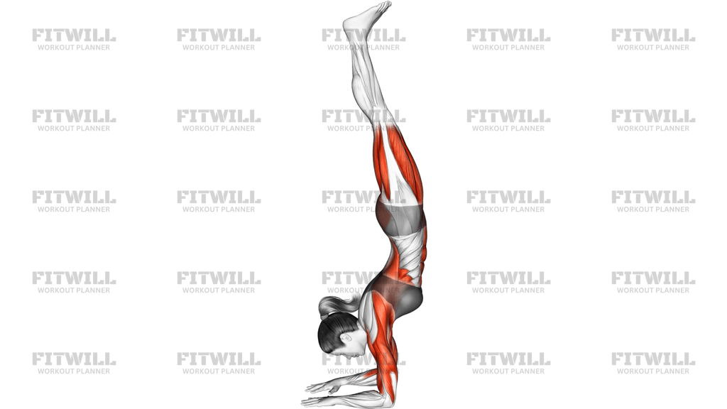 Forearms Stand Yoga Pose Pincha Mayurasana