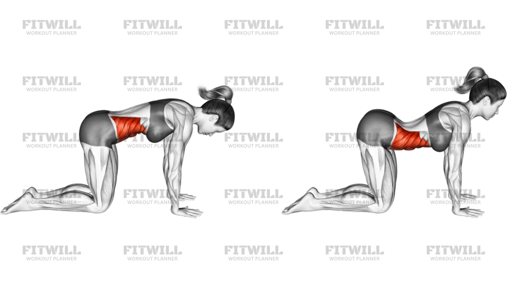 Cow Yoga Pose Bitilasana