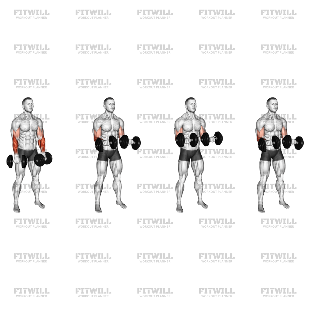 Dumbbell Standing Reverse Curl Rotate Exercise Guide Video Techniques Benefits How to Muscles Worked Tips Tricks Fitwill
