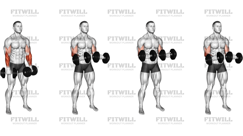 Dumbbell Standing Reverse Curl Rotate