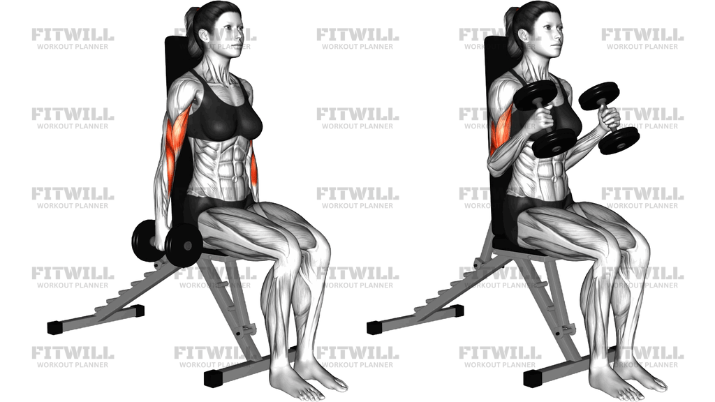 Dumbbell Seated Hammer Curl