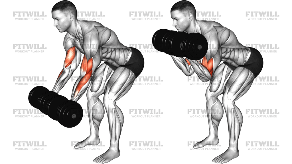 Dumbbell Bent Over Curl