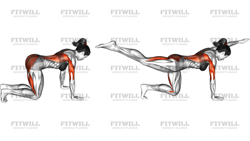 Bird Dog Hold