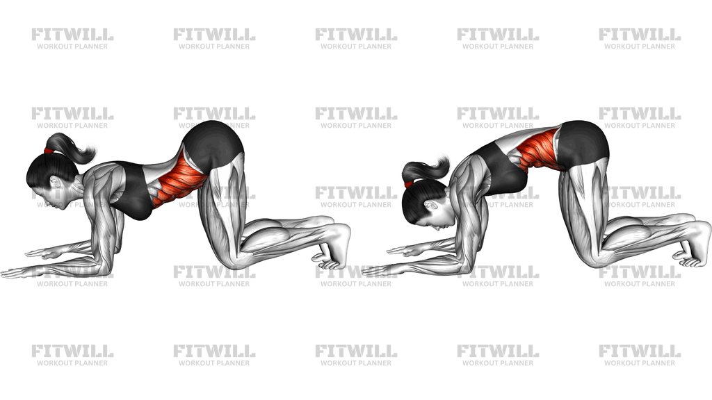 Sphynx Cat Cow Stretch