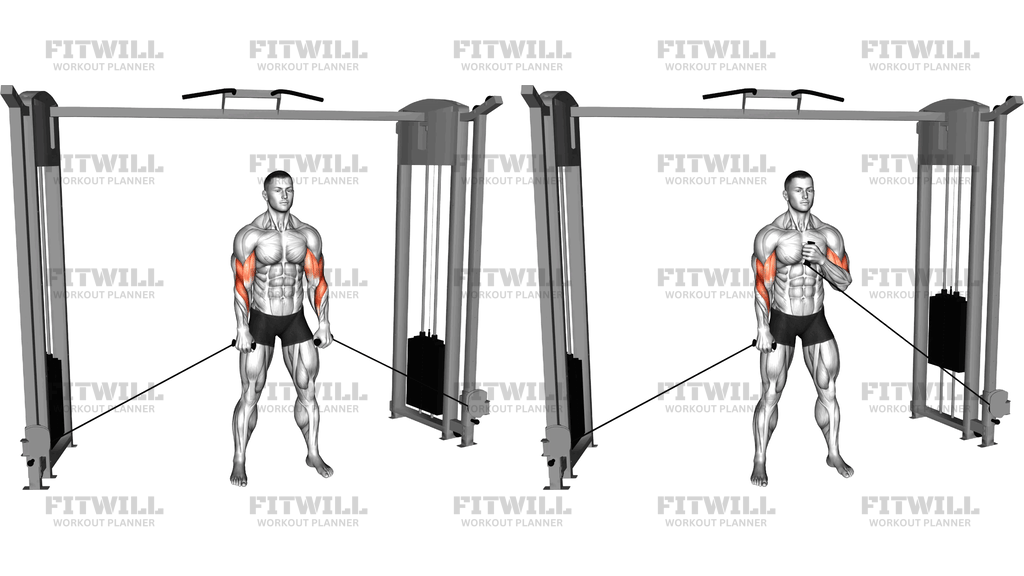 Cable Cross Body Hammer Curl