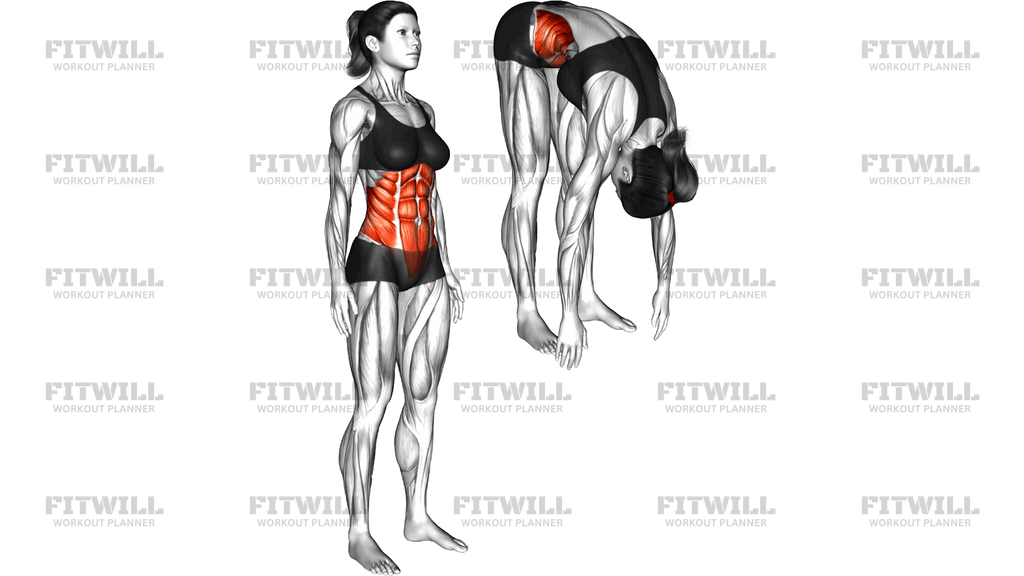 Spine (Lumbar) Flexion