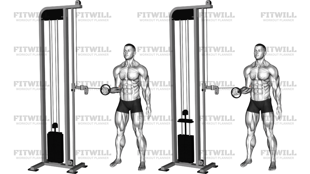 Cable Forearm Pronation