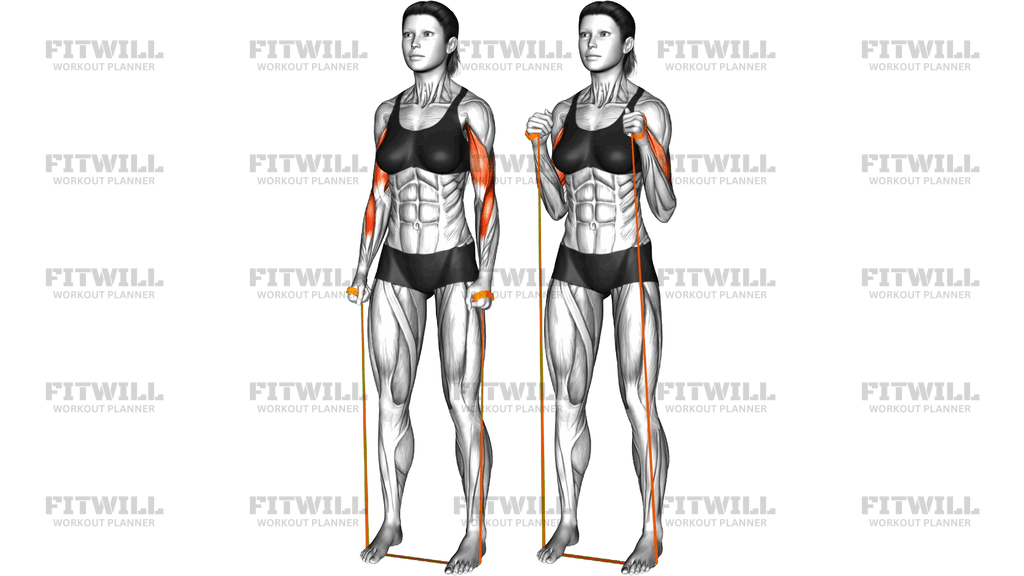 Resistance Band Hammer Curl