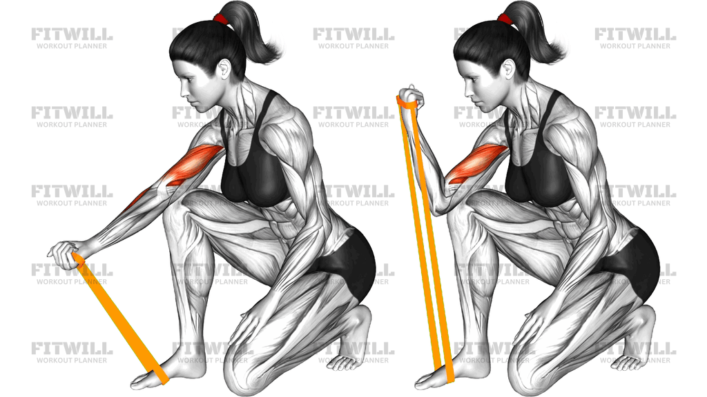 Resistance Band Concentration Curl