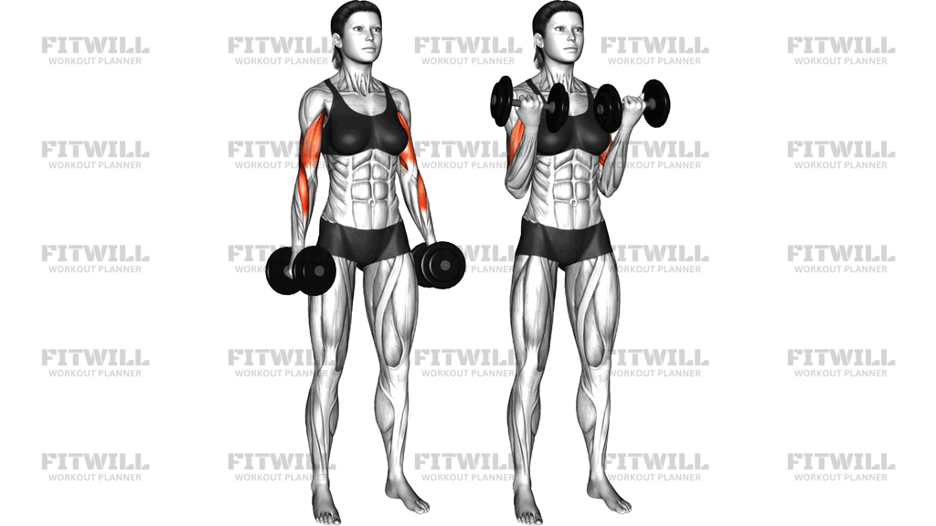 Dumbbell Biceps Curl (Version 3)