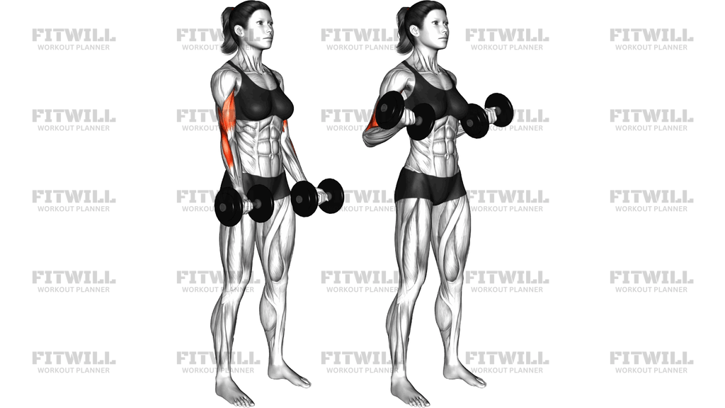 Dumbbell Drag Curl (Version 2)