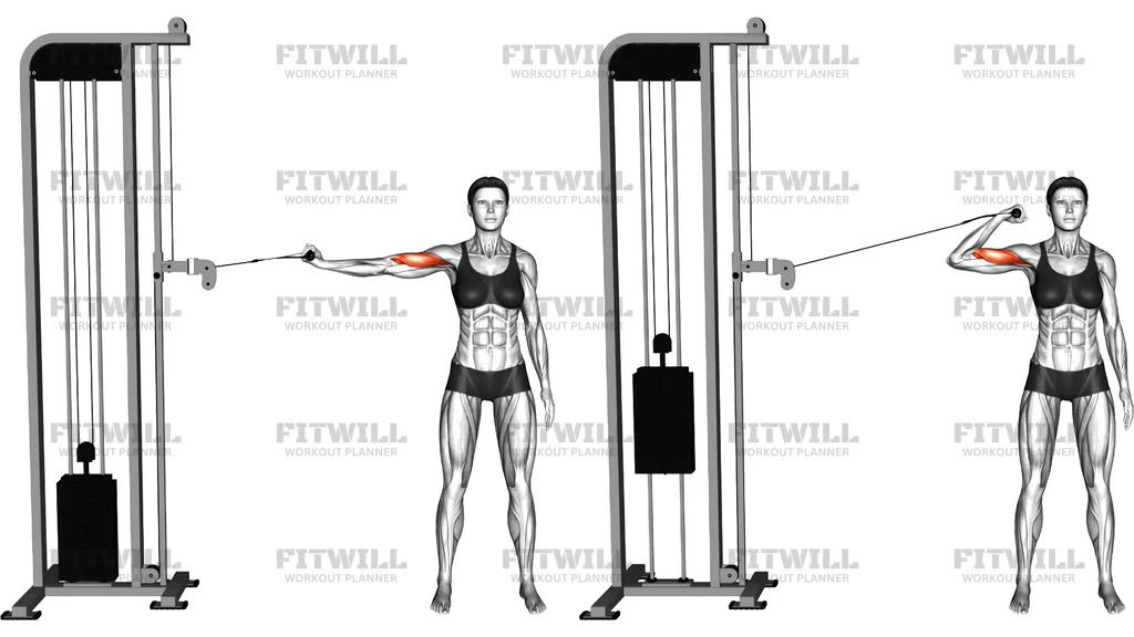 Cable One Arm Inner Biceps Curl